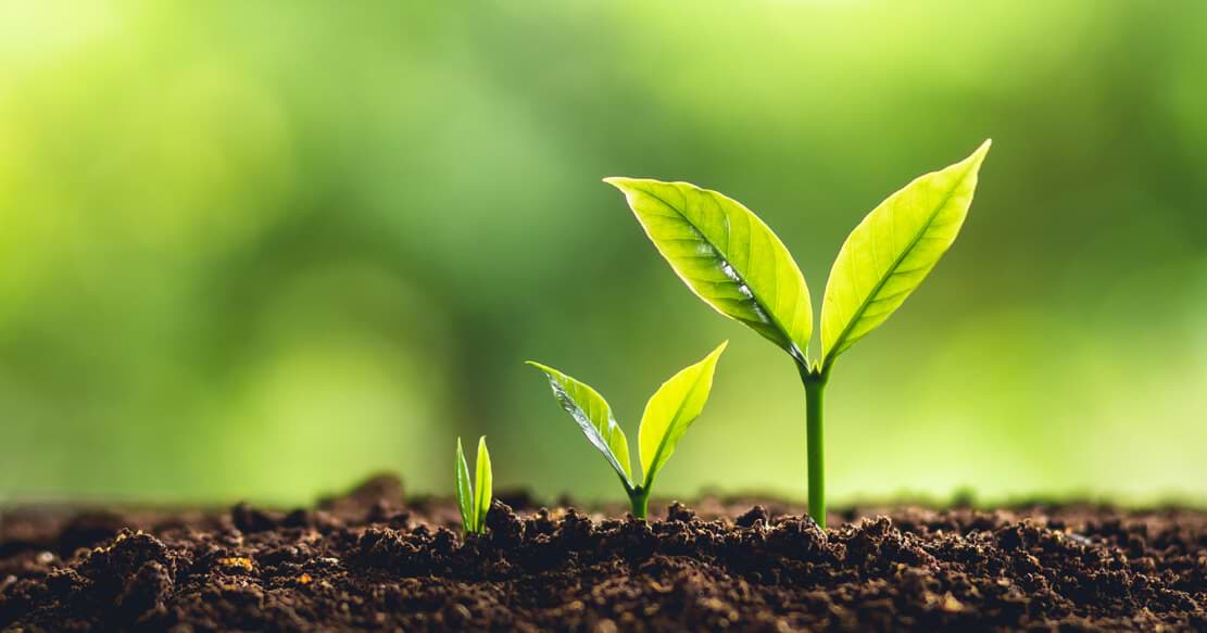 Gesundes Wachstum für Ihr Vermögen